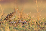 Image. Black Francolin