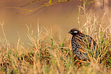 Image. Black Francolin