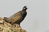 Image. Black Francolin