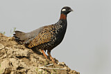 Image. Black Francolin