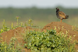 Image. Black Francolin