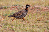 Image. Black Francolin