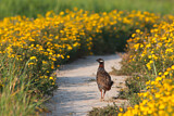 Image. Black Francolin