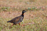 Image. Black Francolin