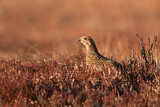 Image. Black Grouse