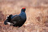 Image. Black Grouse