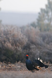 Image. Black Grouse
