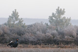 Image. Black Grouse