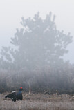Image. Black Grouse