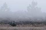 Image. Black Grouse