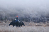 Image. Black Grouse
