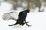 Image. Black Grouse