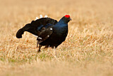 Image. Black Grouse