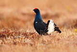 Image. Black Grouse