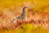 Image. Black Grouse