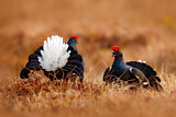 Image. Black Grouse