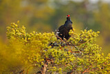 Image. Black Grouse