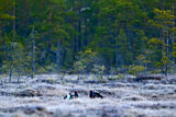 Image. Black Grouse