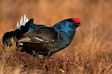 Image. Black Grouse