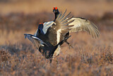 Image. Black Grouse
