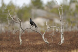 Image. Black Grouse