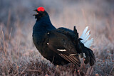 Image. Black Grouse