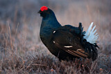 Image. Black Grouse