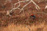 Image. Black Grouse