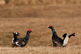 Image. Black Grouse