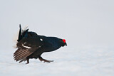Image. Black Grouse
