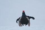 Image. Black Grouse