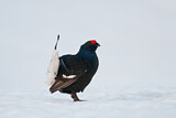 Image. Black Grouse