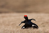 Image. Black Grouse