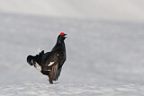 Image. Black Grouse