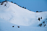 Image. Black Grouse