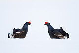 Image. Black Grouse