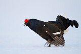 Image. Black Grouse