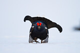 Image. Black Grouse