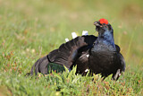 Image. Black Grouse