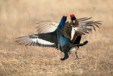 Image. Black Grouse