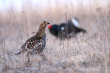 Image. Black Grouse