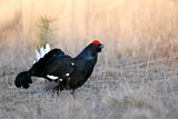 Image. Black Grouse