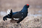 Image. Black Grouse
