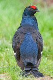 Image. Black Grouse