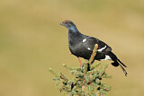 Image. Black Grouse
