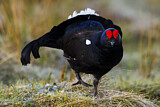Image. Black Grouse