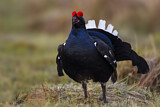 Image. Black Grouse