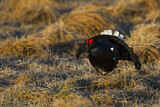 Image. Black Grouse