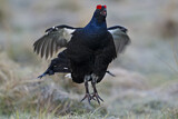 Image. Black Grouse