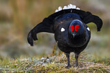 Image. Black Grouse